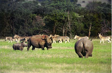 Botswana-Mashatu-Land of the Giants - Mashatu Deluxe Safari